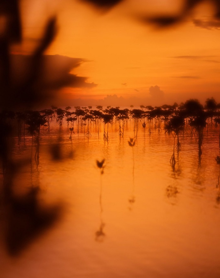 Sundarbans là rừng ngập mặn ở châu Á đẹp thơ mộng 