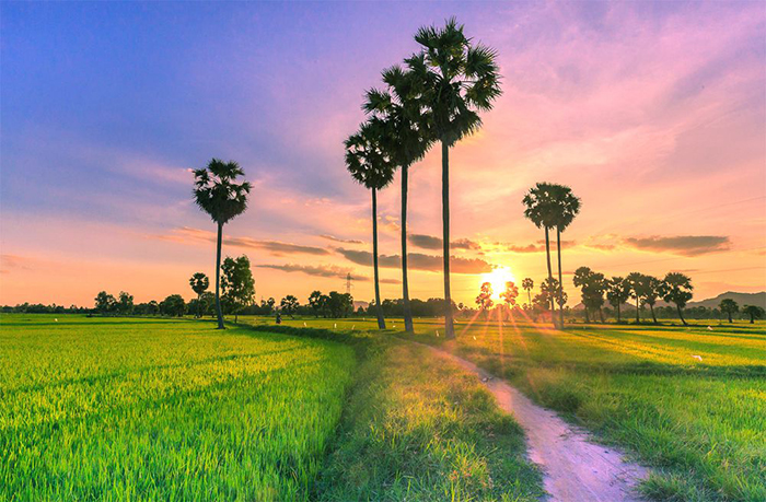 Check in to Tinh Bien golden rice season - every season is beautiful