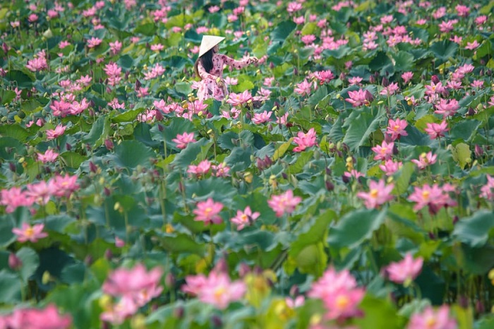 Sống ảo ở đầm sen Trà Lý Quảng Nam