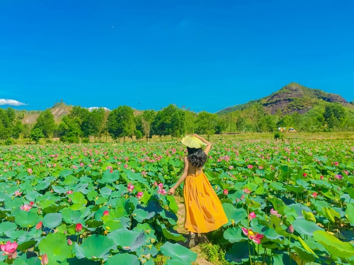 Check in ở đầm sen Trà Lý Quảng Nam