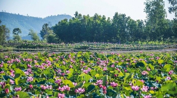 Toàn cảnh đầm sen Trà Lý Quảng Nam