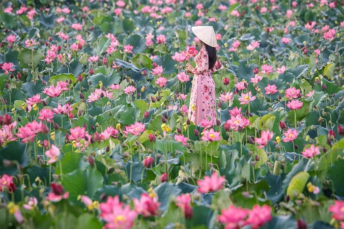 Check in ở đầm sen Trà Lý Quảng Nam