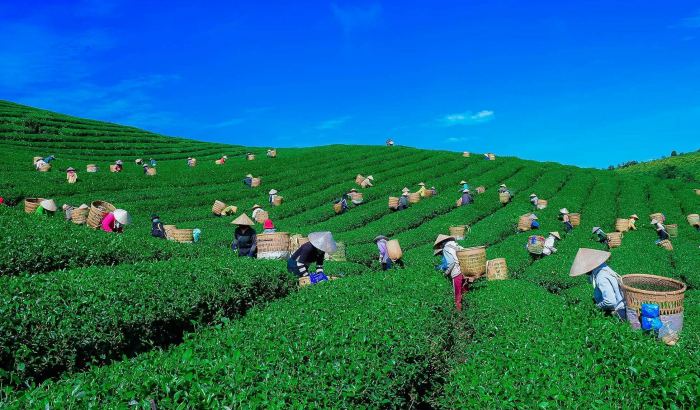 Lạc lối ở đồi ch&egrave; Phước Lạc đắm m&igrave;nh giữa vẻ đẹp xanh mướt