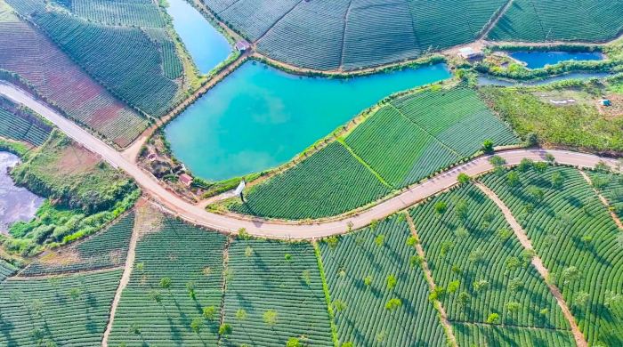 Đồi chè Phước Lạc cách đến 