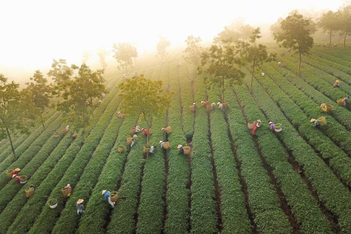 vẻ đẹp đồi chè Phước Lạc
