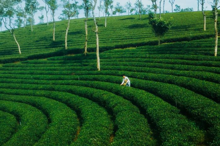 Lạc lối ở đồi ch&egrave; Phước Lạc đắm m&igrave;nh giữa vẻ đẹp xanh mướt