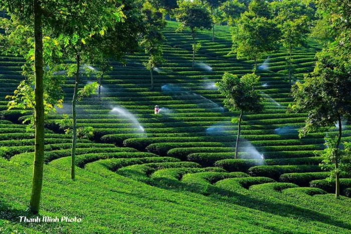 Vẻ đẹp đồi chè Phước Lạc
