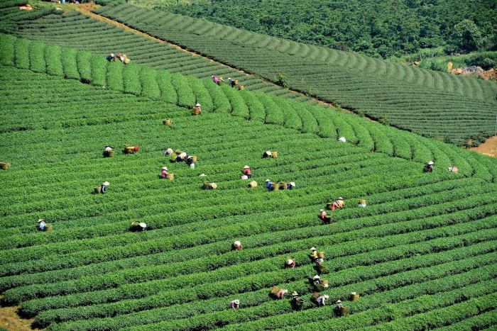 Đồi chè Phước Lạc