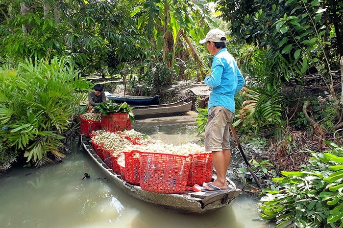 vườn trái cây Tuấn Tường Cần Thơ