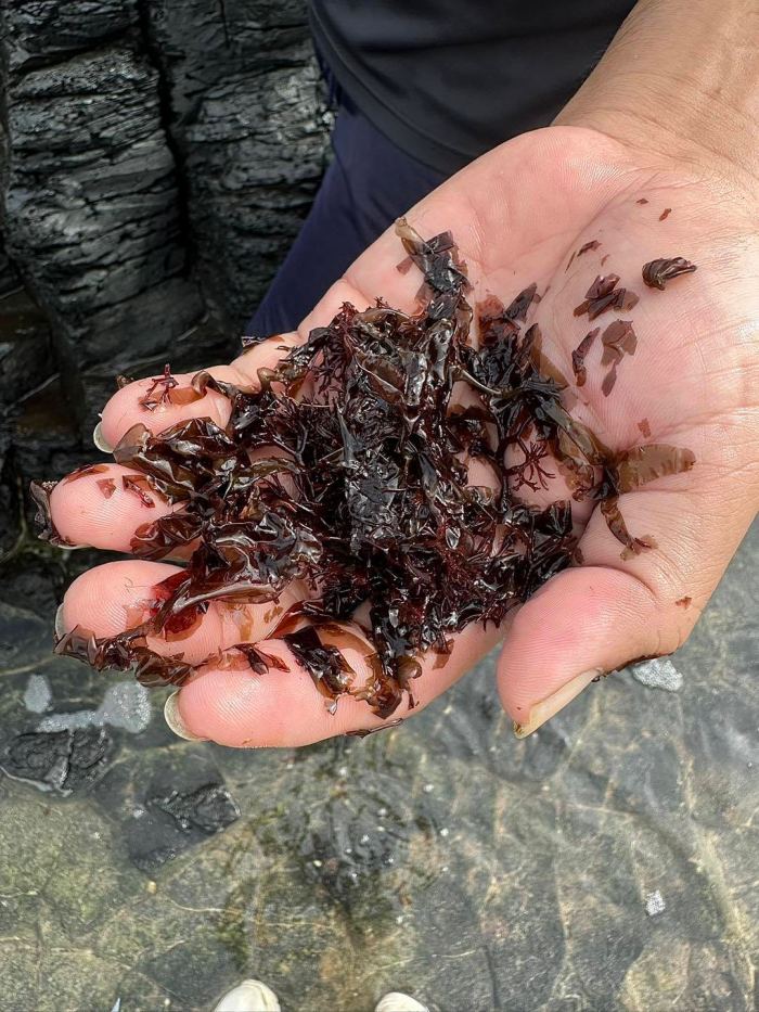 các món đặc sản Nam Ô Đà Nẵng rong mứt