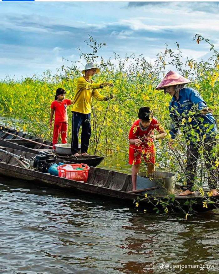 mùa nước nổi ở Đồng Tháp hái rau