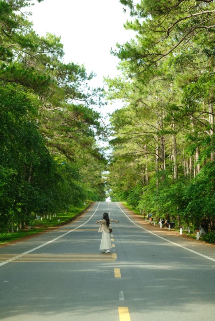 điểm du lịch thiên nhiên ở Măng Đen Rừng thông Măng Đen