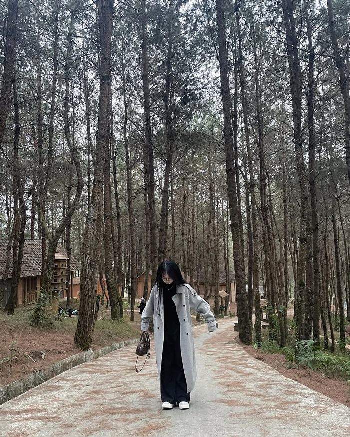 Đồi thông Tả Lèng Lai Châu ở đâu?