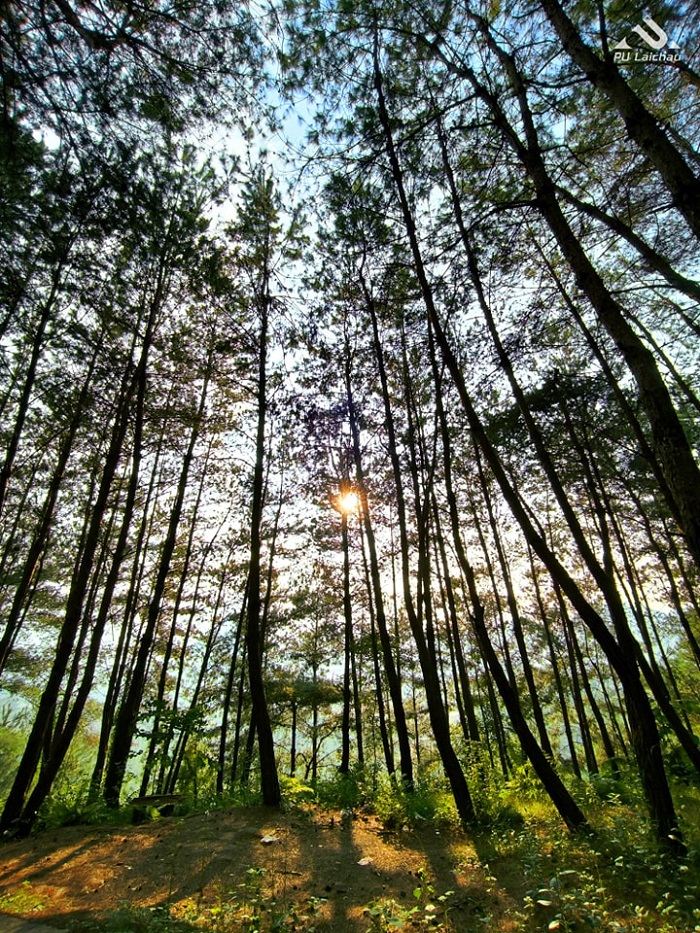 Đồi thông Tả Lèng Lai Châu là điểm đến đẹp và bình yên