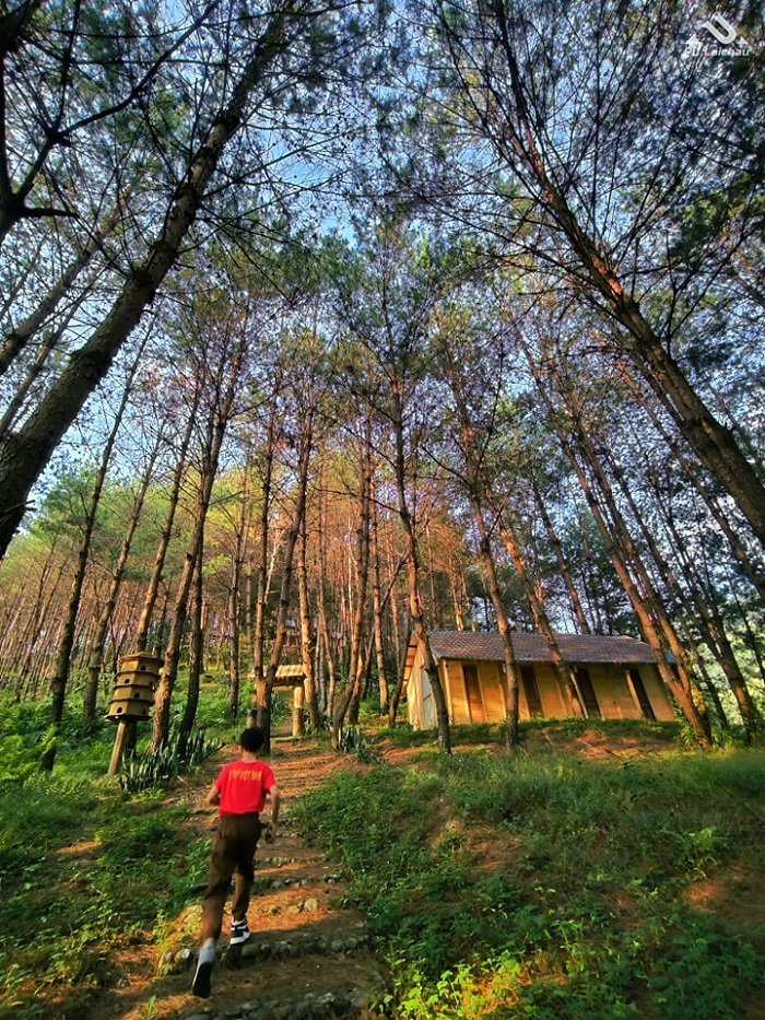 Đồi thông Tả Lèng Lai Châu phảng phất nét đẹp của Đà Lạt