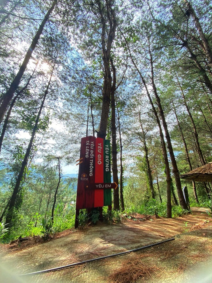  Đồi thông Tả Lèng Lai Châu mùa nào cũng đẹp