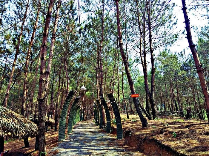 Đồi thông Tả Lèng Lai Châu là điểm đến hấp dẫn du khách