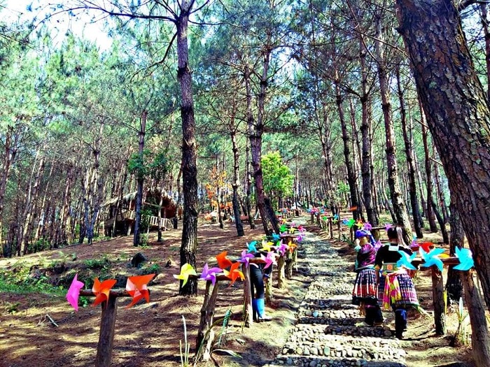 Đồi thông Tả Lèng Lai Châu là địa điểm lý tưởng để đi dã ngoại