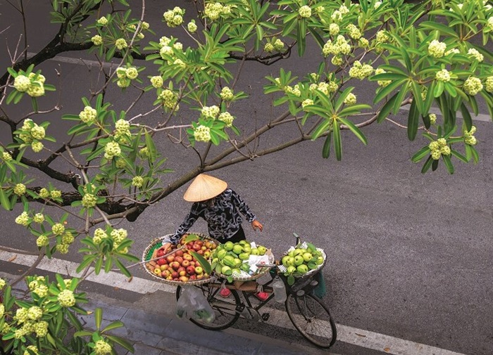 du lịch Hà Nội mùa thu - hoa sữa