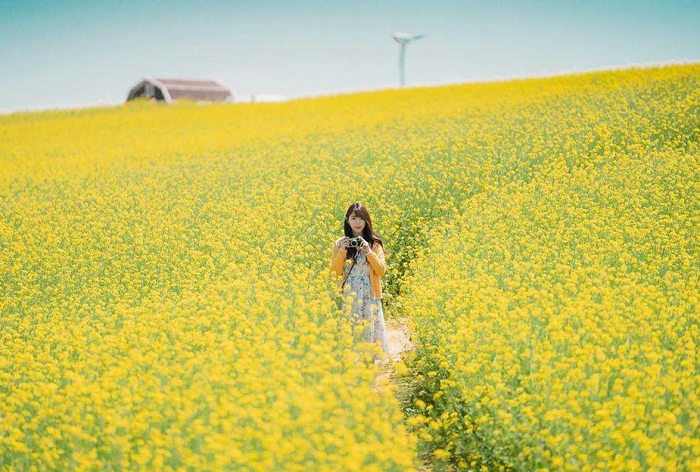 Du lịch Hàn Quốc mùa xuân - địa điểm ngắm hoa cải dầu