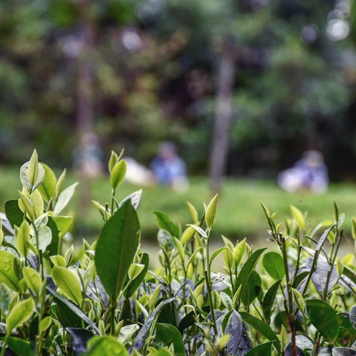 Tân Cương là làng chè nổi tiếng Thái Nguyên đặt chất lượng cao cấp