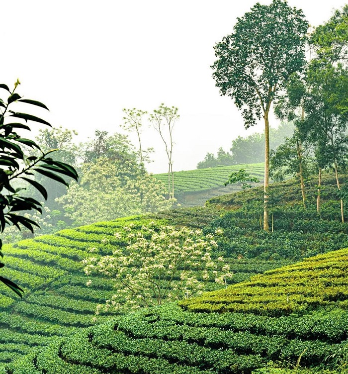 La Bằng là làng chè nổi tiếng Thái Nguyên bạn nên ghé thăm