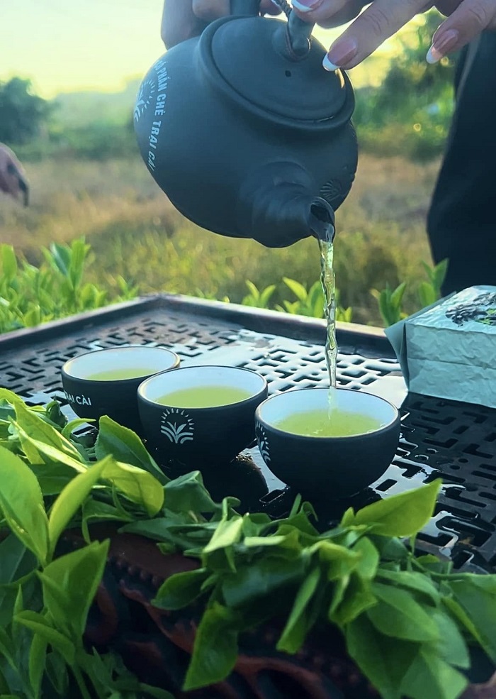 Trại Cài là làng chè nổi tiếng Thái Nguyên được yêu thích