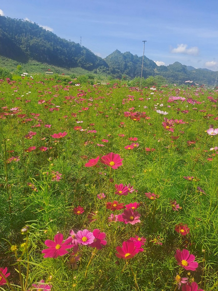 Mộc Hoa Garden Mộc Châu ở đâu?