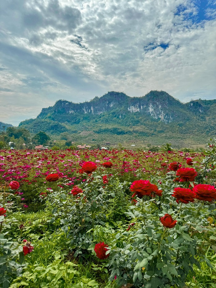 Mộc Hoa Garden Mộc Châu là điểm đến mà bạn không thể bỏ qua