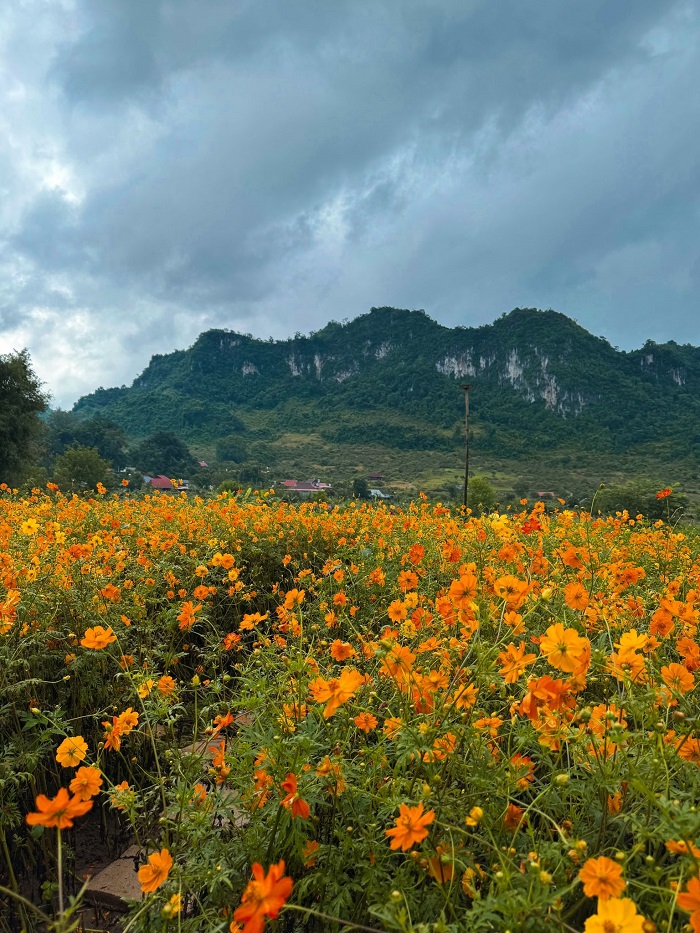 Mộc Hoa Garden Mộc Châu vào mùa hoa cánh bướm rực vàng