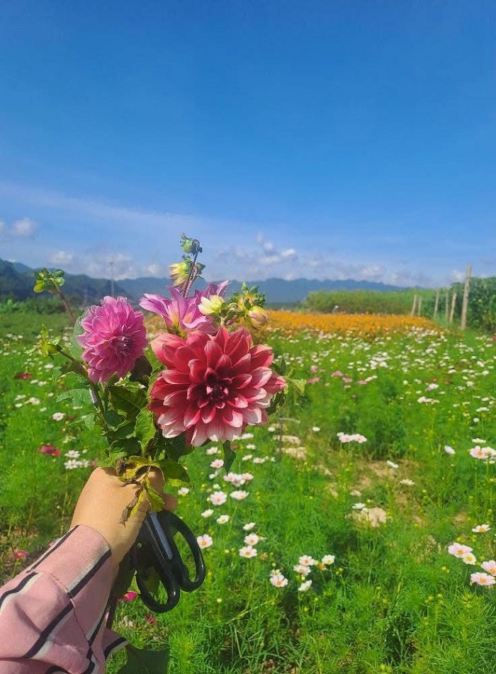 Mộc Hoa Garden Mộc Châu là điểm đến chữa lành cho du khách