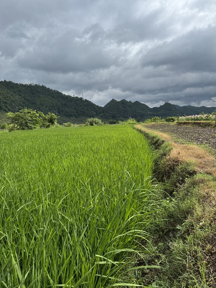 Mộc Hoa Garden Mộc Châu còn nằm gần ruộng bậc thang