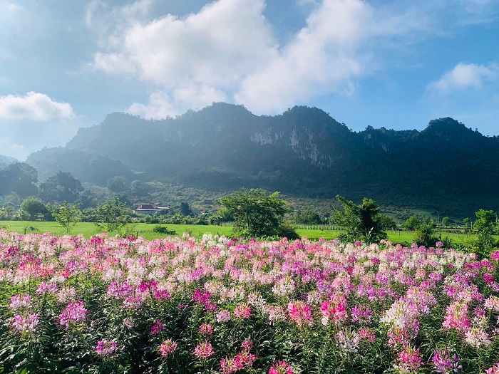 Mộc Hoa Garden Mộc Châu khoác một gam màu hồng tươi thắm lên cao nguyên