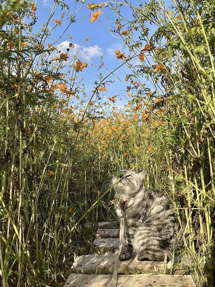 Mộc Hoa Garden Mộc Châu giá vé 20.000 đồng/người