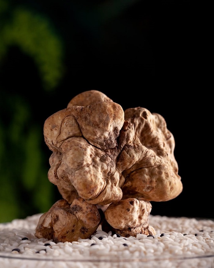 Nấm Truffle Alba trắng là món ăn đắt đỏ nhất thế giới được thu hoạch bảo quản khắt khe