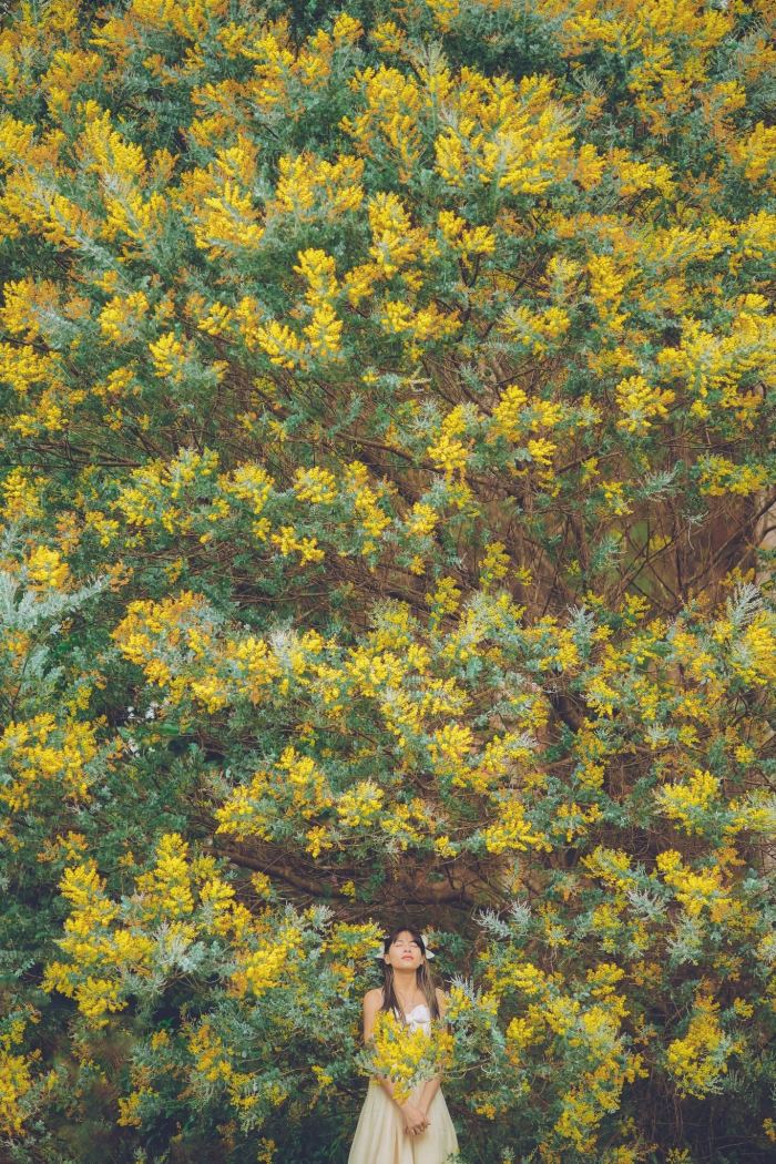 Mùa hoa mimosa Đà Lạt 