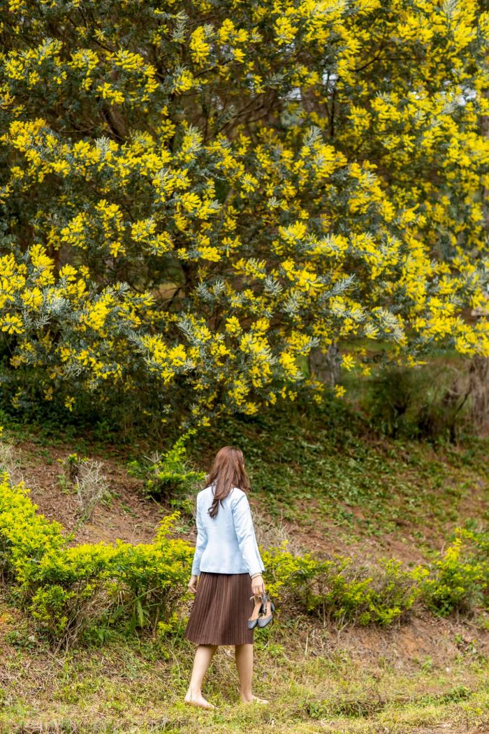 Mùa hoa mimosa Đà Lạt hồ Tuyền Lâm