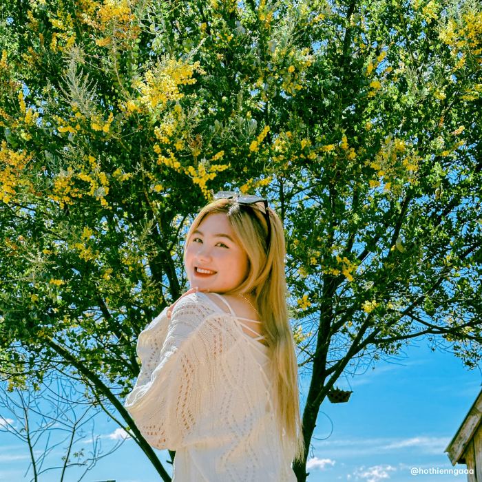 Mùa hoa mimosa Đà Lạt thung lũng TY