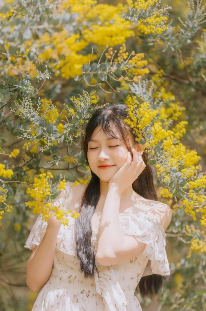 Mùa hoa mimosa Đà Lạt đèo Mimosa