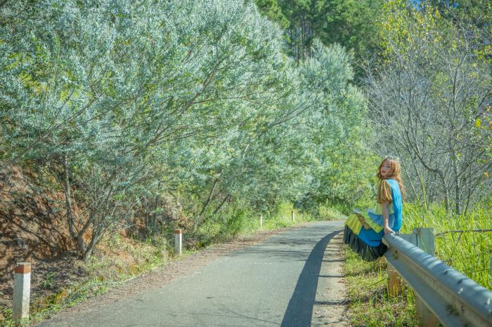Mùa hoa mimosa Đà Lạt 