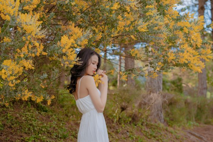 Mùa hoa mimosa Đà Lạt sống ảo
