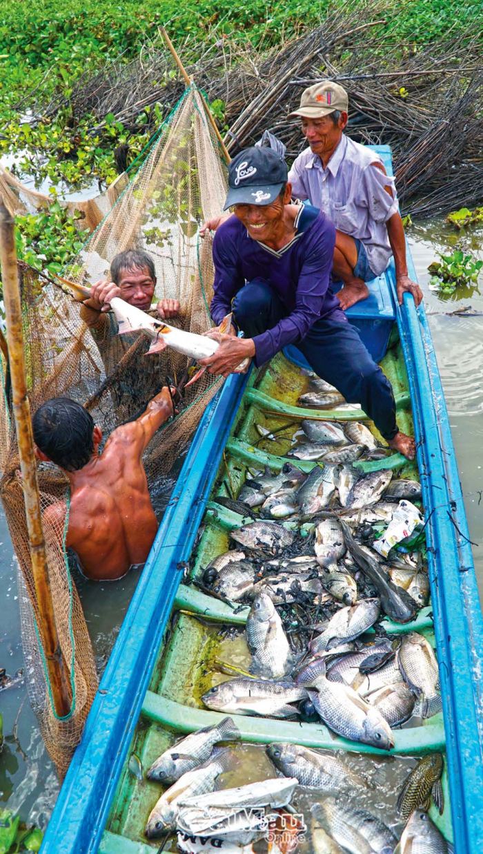 mùa nước nổi ở Đồng Tháp chim sếu
