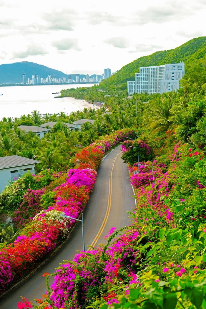 cung đường hoa giấy đẹp ở Nha Trang 