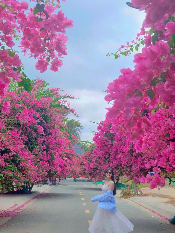 cung đường hoa giấy đẹp ở Nha Trang 