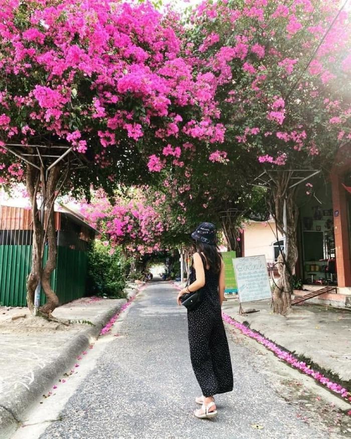 cung đường hoa giấy đẹp ở Nha Trang 