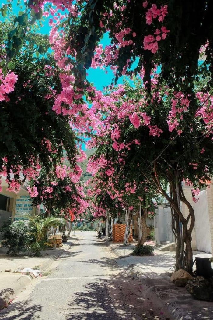 cung đường hoa giấy đẹp ở Nha Trang 