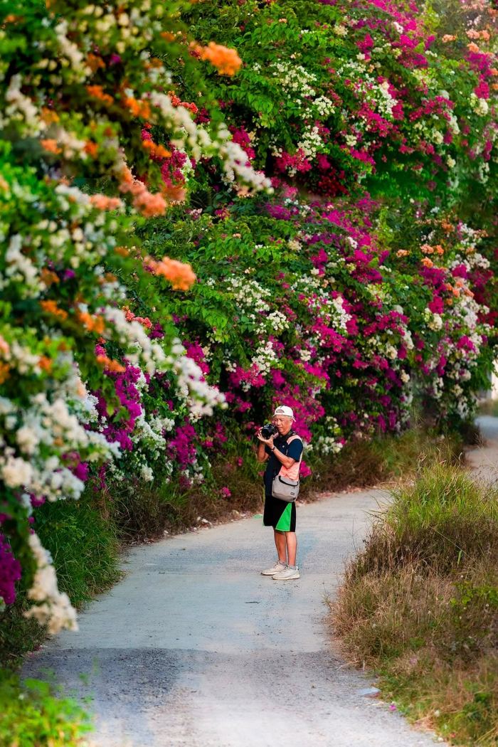 cung đường hoa giấy đẹp ở Nha Trang 