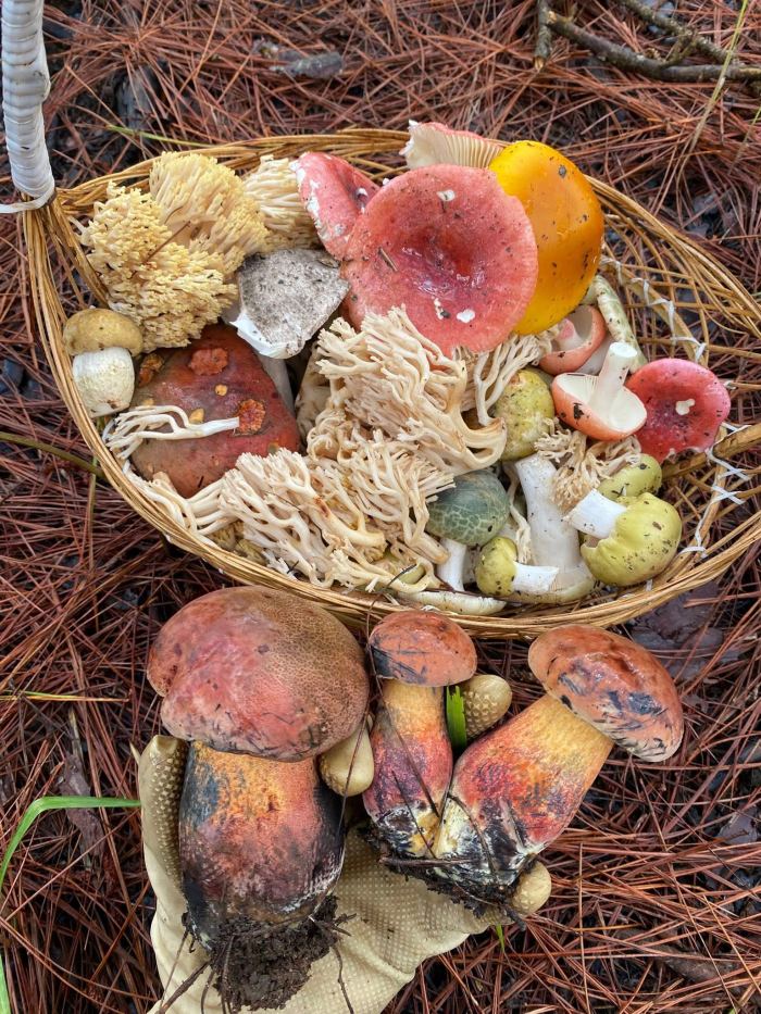 địa điểm hái nấm ở Đà Lạt địa điểm hái nấm ở Đà Lạt