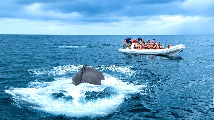 Ngắm cá voi tại vịnh Banderas là điều nên làm khi tới thành phố Puerto Vallarta Mexico