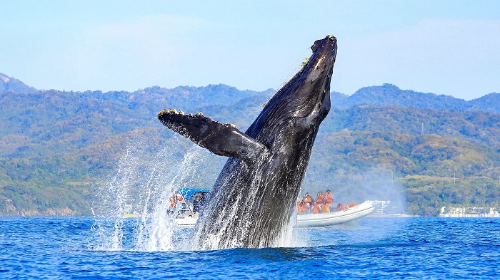 Ngắm cá voi tại vịnh Banderas là điều nên làm khi tới thành phố Puerto Vallarta Mexico